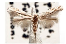 Attēlu rezultāti vaicājumam “Bucculatricidae”