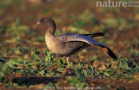 Attēlu rezultāti vaicājumam “Anser brachyrhynchus”