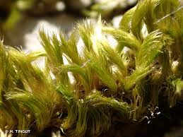 Attēlu rezultāti vaicājumam “Homalothecium sericeum”