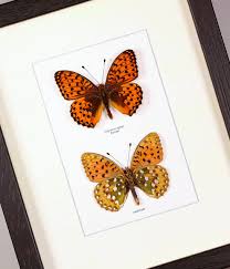 Attēlu rezultāti vaicājumam “Argynnis laodice underside”