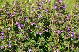 Image result for Glechoma hederacea