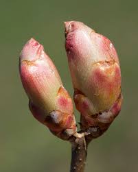 Attēlu rezultāti vaicājumam “Aesculus x hybrida flower”