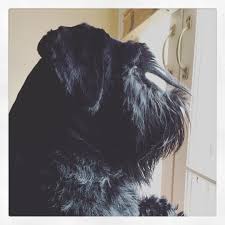 Image result for Phoenix Star Judo Club (Southwick)