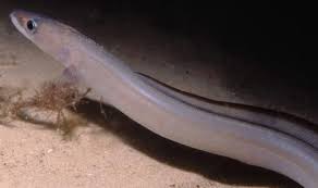 Image result for Conger conger
