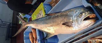 Image result for Lichia amia