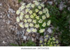 Attēlu rezultāti vaicājumam “Laserpitium latifolium bud”