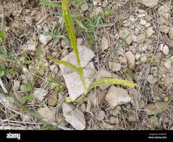 Attēlu rezultāti vaicājumam “Dactylorhiza majalis subsp. baltica bud”