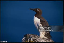 Image result for Uria aalge