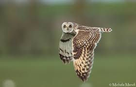 Attēlu rezultāti vaicājumam “Asio flammeus”