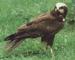 Attēlu rezultāti vaicājumam “Circus aeruginosus adult”