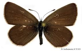 Attēlu rezultāti vaicājumam “Cupido minimus female”