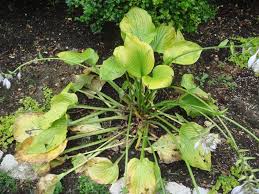 Attēlu rezultāti vaicājumam “Hosta sp. leaf”