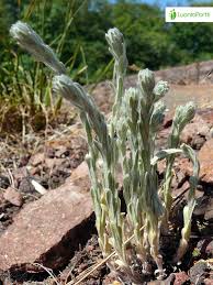 Attēlu rezultāti vaicājumam “Filago arvensis”