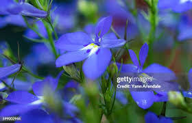 Attēlu rezultāti vaicājumam “Lobeliaceae”