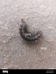 Attēlu rezultāti vaicājumam “Spiris striata”