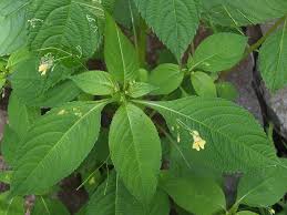 Attēlu rezultāti vaicājumam “Impatiens parviflora leaf”