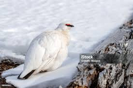 Attēlu rezultāti vaicājumam “Lagopus lagopus male”