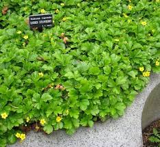 Attēlu rezultāti vaicājumam “Waldsteinia geoides”