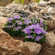 Image result for Leberbalsam