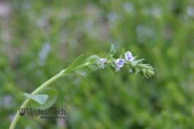 Attēlu rezultāti vaicājumam “Veronica serpyllifolia bud”