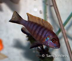 Risultati immagini per cynotilapia pulpican