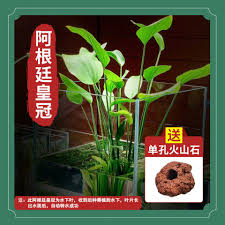 「扭蘭」的圖片搜尋結果