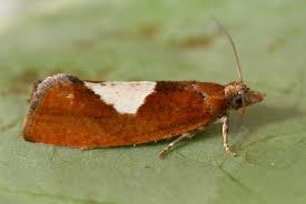 Attēlu rezultāti vaicājumam “Epinotia sordidana”