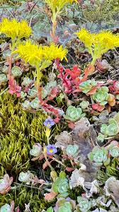 Attēlu rezultāti vaicājumam “Dentipellis fragilis”