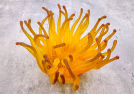 Image result for sea Anemone