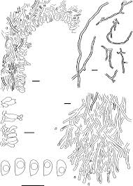Attēlu rezultāti vaicājumam “Antrodiella faginea”