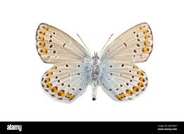Attēlu rezultāti vaicājumam “Plebejus argyrognomon”