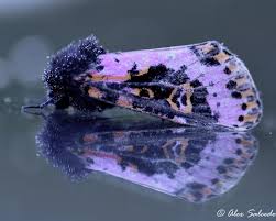 Attēlu rezultāti vaicājumam “Ancylis myrtillana”