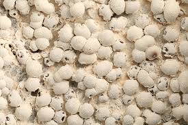 Attēlu rezultāti vaicājumam “Diderma globosum spores”