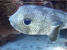 Image result for Diodon hystrix