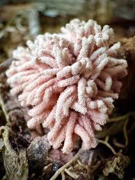 Attēlu rezultāti vaicājumam “Arcyria denudata stalked”