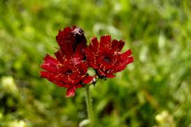 Image result for Hieracium aurantiacum