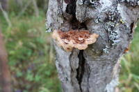 Attēlu rezultāti vaicājumam “Gloiodon strigosus”