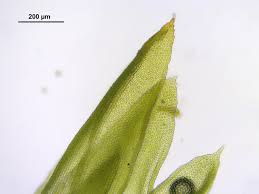 Attēlu rezultāti vaicājumam “Orthotrichum pumilum”