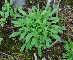 Attēlu rezultāti vaicājumam “Rumex acetosa bud”