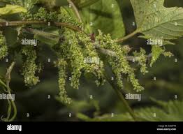 Attēlu rezultāti vaicājumam “Urtica dioica fruit”