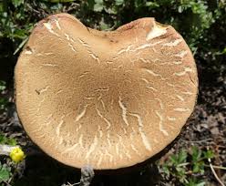 Attēlu rezultāti vaicājumam “Xerocomus subtomentosus”