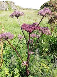 Attēlu rezultāti vaicājumam “Angelica sylvestris fruit”