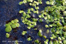 Attēlu rezultāti vaicājumam “Spirodela polyrhiza”