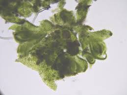 Attēlu rezultāti vaicājumam “Dicranella varia”