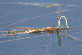 Attēlu rezultāti vaicājumam “Sympecma paedisca”
