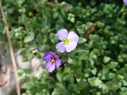 Attēlu rezultāti vaicājumam “Aubrieta deltoidea leaf”