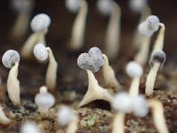 Attēlu rezultāti vaicājumam “Craterium leucocephalum macro”