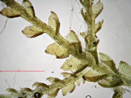 Attēlu rezultāti vaicājumam “Harpanthus scutatus”