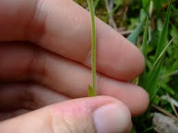 Attēlu rezultāti vaicājumam “Cerastium arvense leaf”