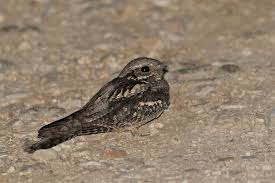 Attēlu rezultāti vaicājumam “Caprimulgus europaeus”